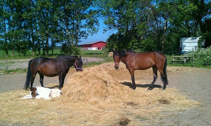 Traver Pink Flite billede 5