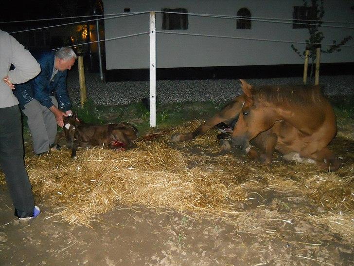 Dansk Varmblod Hjortkjærs Mirelle - Lige blevet født - min mor elskede mig fra første øjeblik og var god ved mig - selvom hun var syg.  billede 17