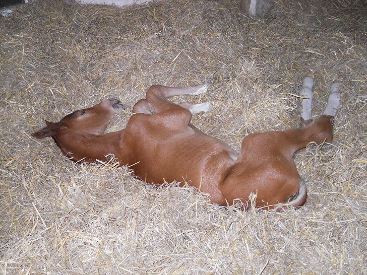 Dansk Varmblod Hjortkjærs Mirelle billede 16