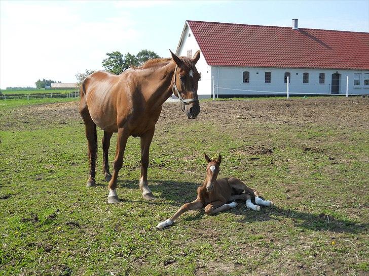 Dansk Varmblod Hjortkjærs Mirelle - Dagen efter hun blev født - første og sidste gang på fold med sin Dejlige mor - desværre. Vi savner hende MEGET. billede 15