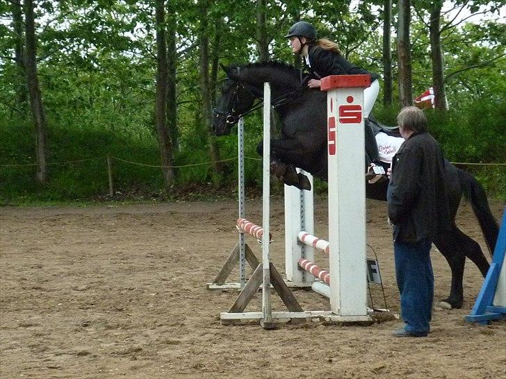 Welsh Cob (sec D) Laban Søholt. - 1 plads 2011 billede 15