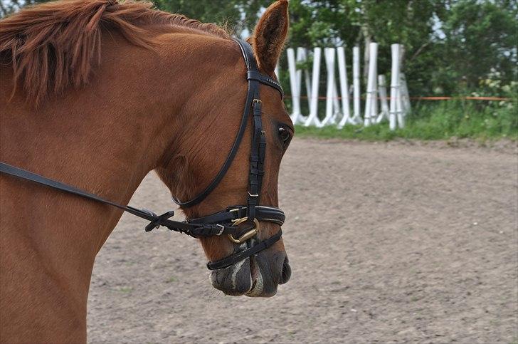 Anden særlig race Celina billede 16