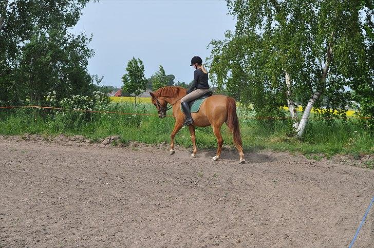 Anden særlig race Celina billede 17