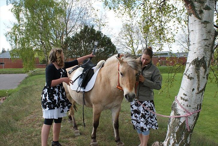 Fjordhest Karla - Så skal der sadles af, I KONFIRMATIONSKJOLE!!! :) billede 4