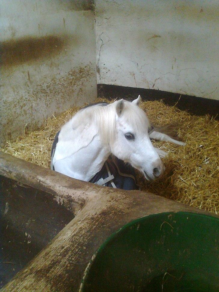 Welsh Mountain (sec A) Belisa<3 (R.I.P) - Belisa ligger ned :) billede 1