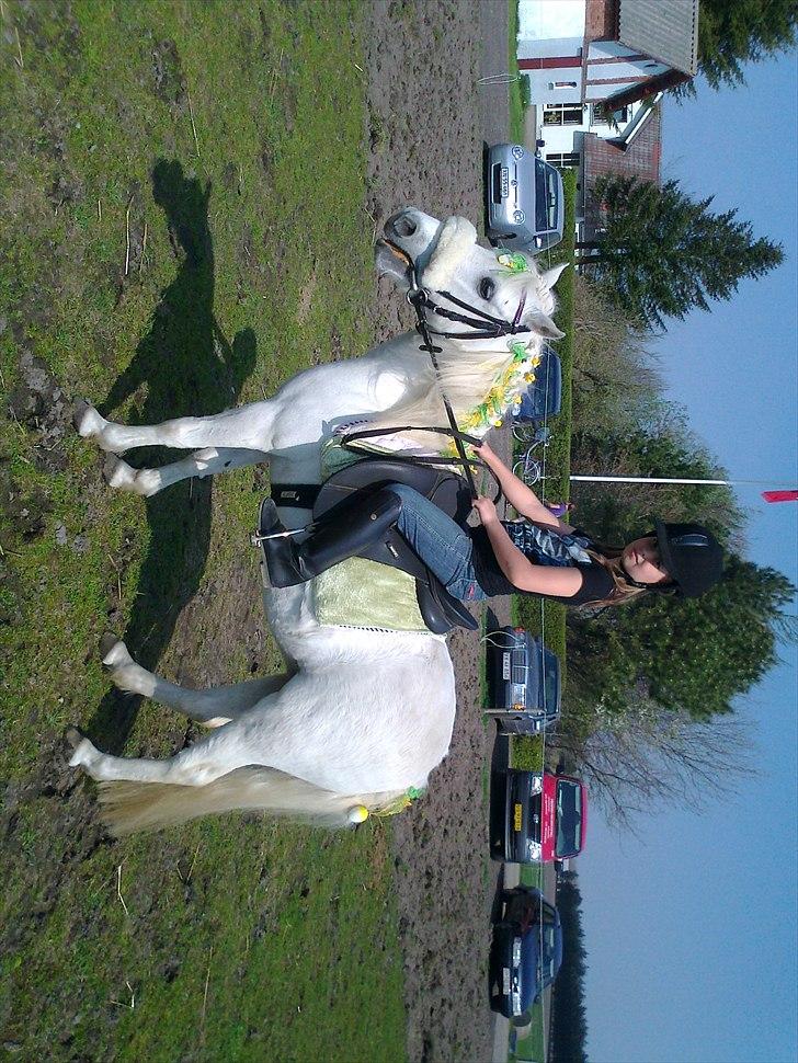 Welsh Mountain (sec A) Belisa<3 (R.I.P) - Til påskestævne :) billede 2