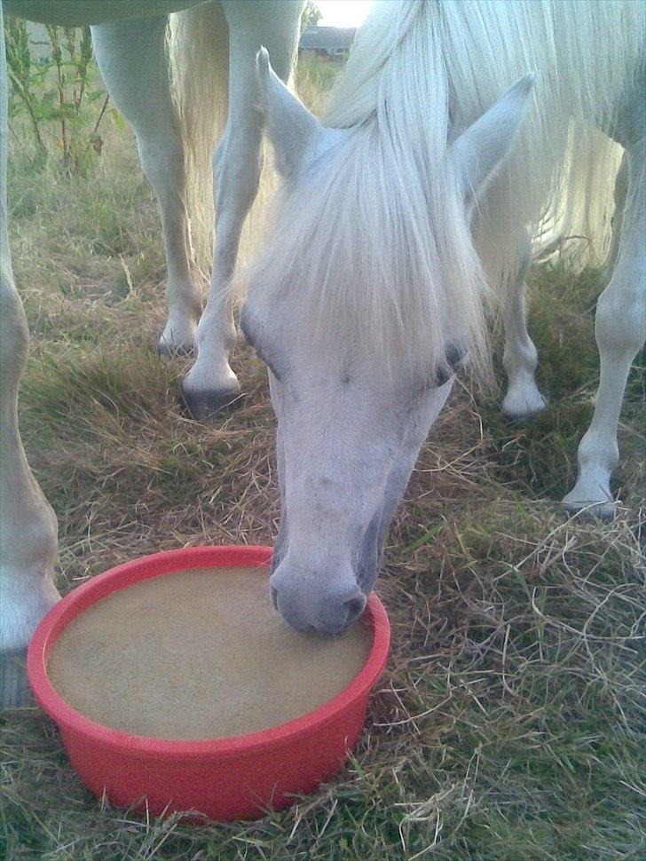 Welsh Mountain (sec A) Belisa<3 (R.I.P) - Sommergræs! billede 3
