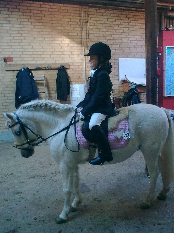 Welsh Mountain (sec A) Belisa<3 (R.I.P) - Klar til et lille stævne:) billede 4