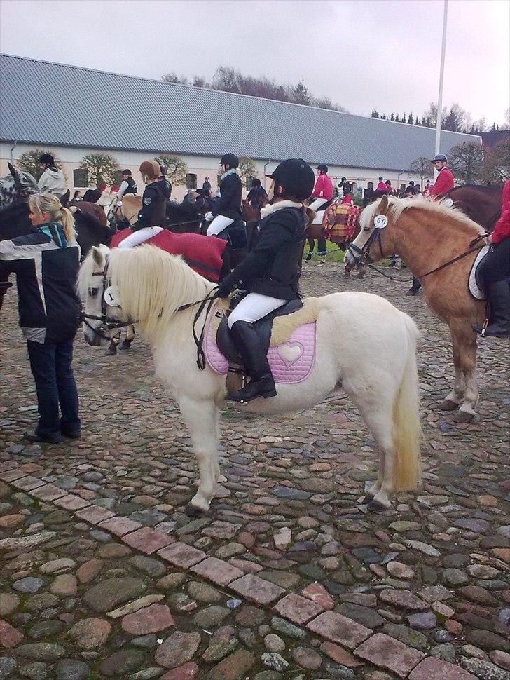 Welsh Mountain (sec A) Belisa<3 (R.I.P) - Jagt! billede 5