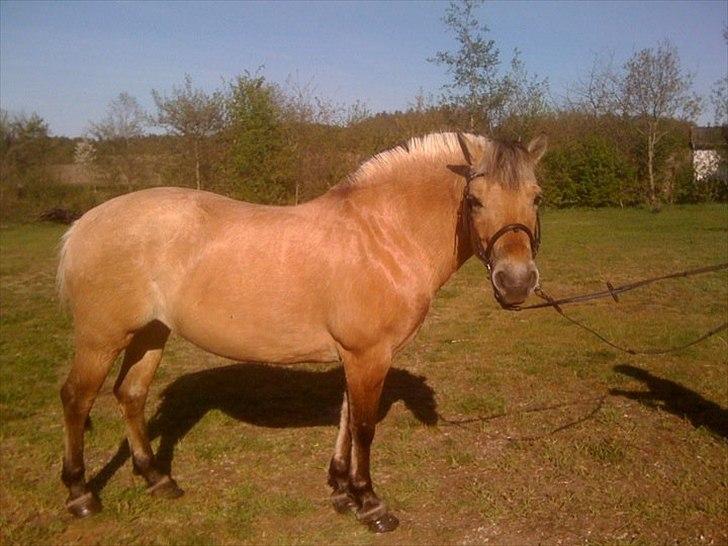 Fjordhest Karla - Dagen før den store dag! Så blev man da lige vasket og puleret! billede 2