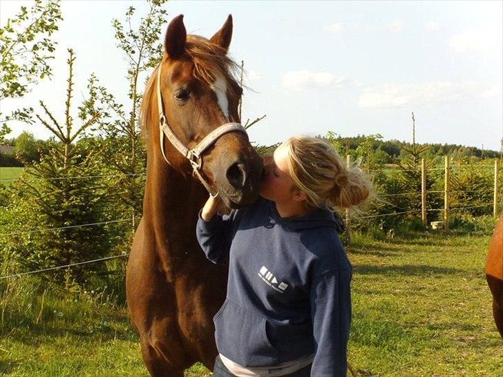 Arabisk fuldblod (OX) tonja  billede 3