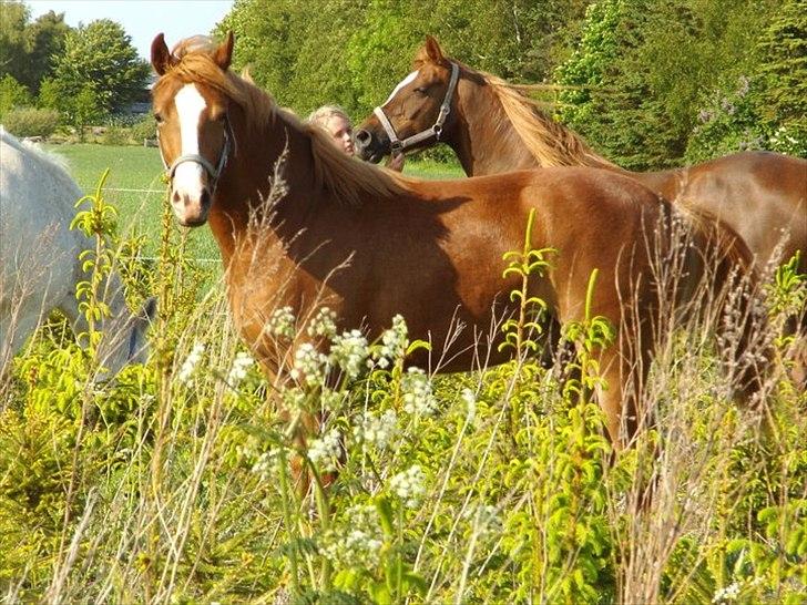 Knabstrupper Golden Nemo himmel hest  billede 7