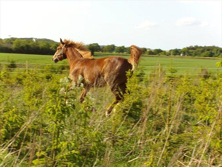 Knabstrupper Golden Nemo himmel hest  - jubiii løbe kan vi li` billede 3