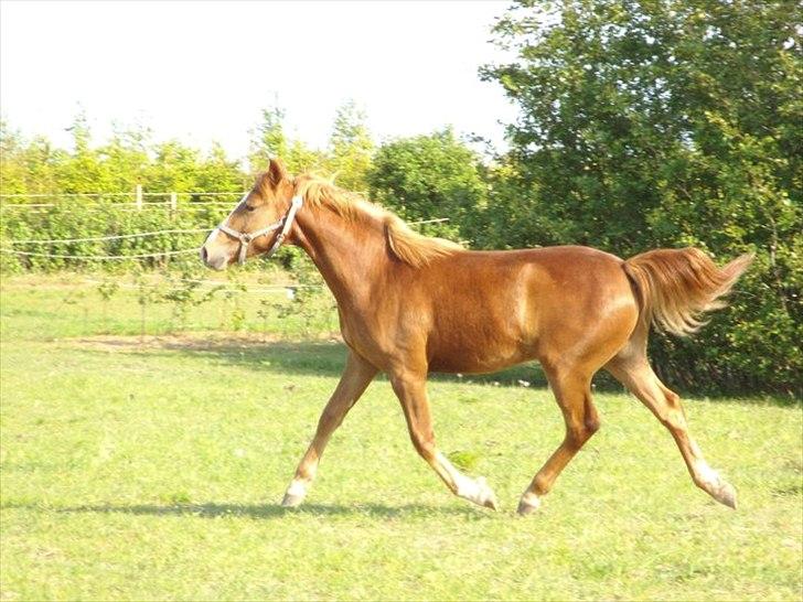 Knabstrupper Golden Nemo himmel hest  - efterår 2011 billede 6