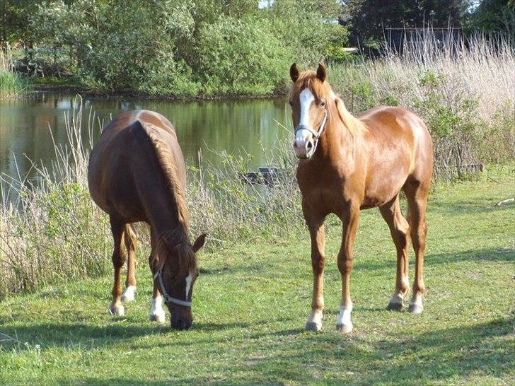 Knabstrupper Golden Nemo himmel hest  billede 4