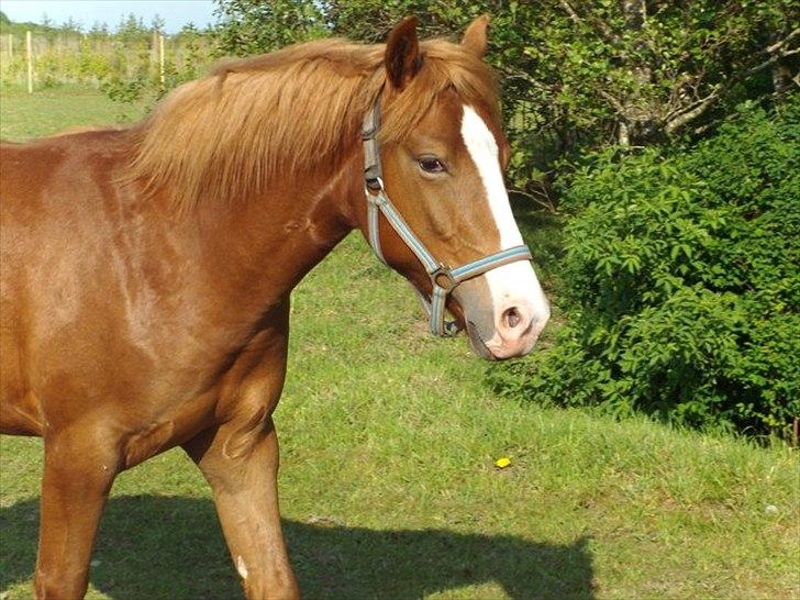 Knabstrupper Golden Nemo himmel hest  - så bliver man snart et år :) min lille baby  billede 2