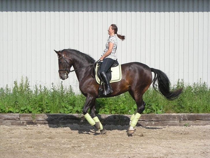 Hannoveraner Dreamgirl 11.04.2003-22.09.2012 - DG i et changement- hun fik lidt knald på men kom da under kontrol igen:o) billede 15