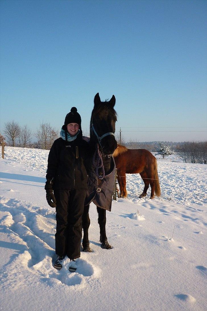 Welsh Cob (sec D) Laban Søholt. - Sne januar 2011 :-) billede 16