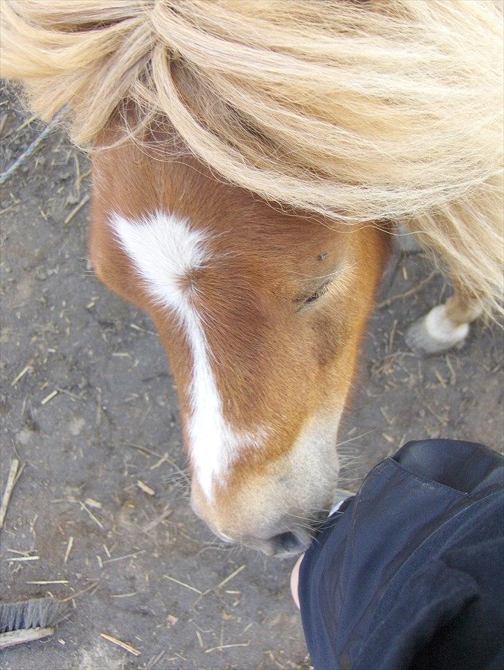 Shetlænder Vangs Bambino - Nær billed billede 10