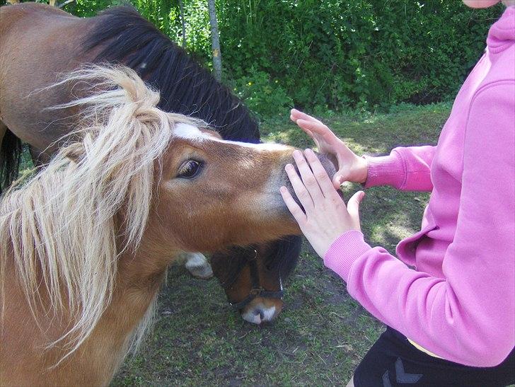 Shetlænder Vangs Bambino - Det klør! billede 11