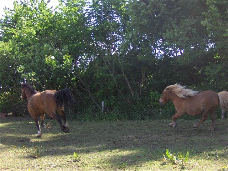 Shetlænder Vangs Bambino - Løbe tur. billede 12