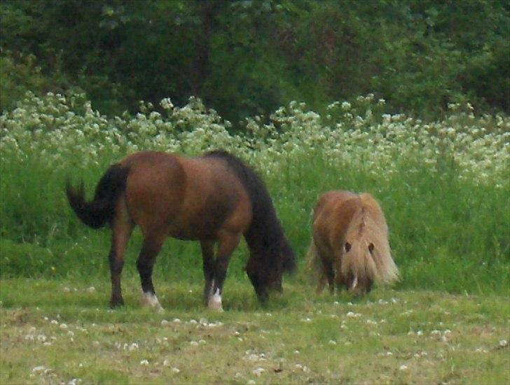 Shetlænder Vangs Bambino - Gå tur ned til skoven. billede 13