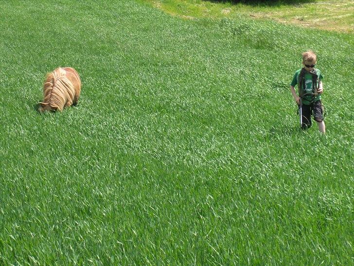 Shetlænder Vangs Bambino - Lidt korn smager altid godt. billede 14