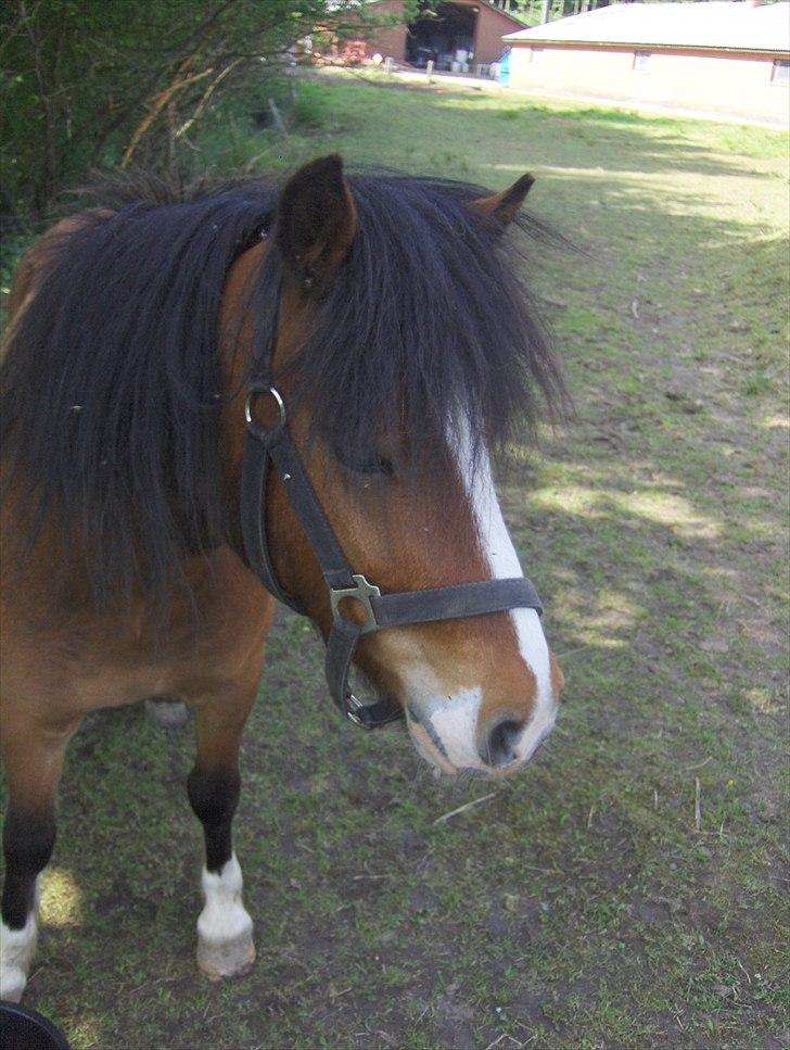 Anden særlig race Basse - Basse. billede 13