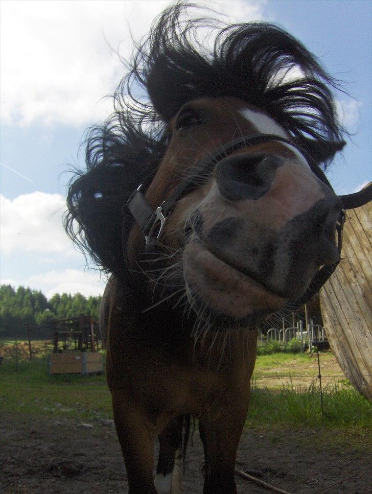 Anden særlig race Basse - Dumme fluer :D billede 1