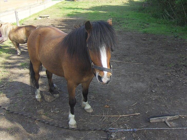 Anden særlig race Basse - Basse(Y) billede 14