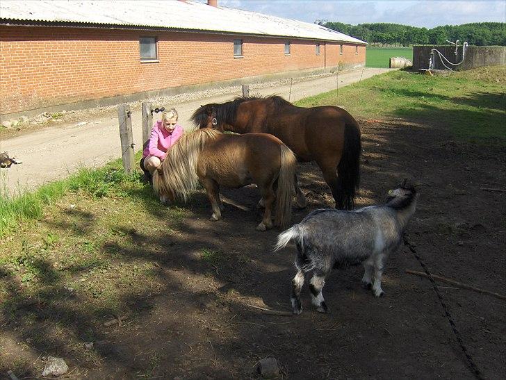 Anden særlig race Basse - Hyggesnak. billede 15