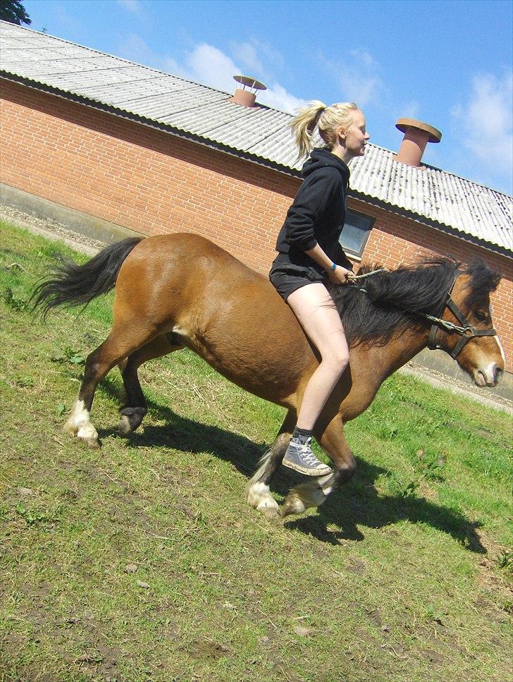 Anden særlig race Basse - Stine og Basse. billede 16