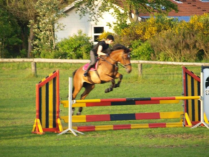 Anden særlig race Sunshine - Sunshine skal ikke ramme da! Lidt sløret, men jeg kan godt lide det alligevel. D. 1 juni 2011 Foto: Mig.  billede 15