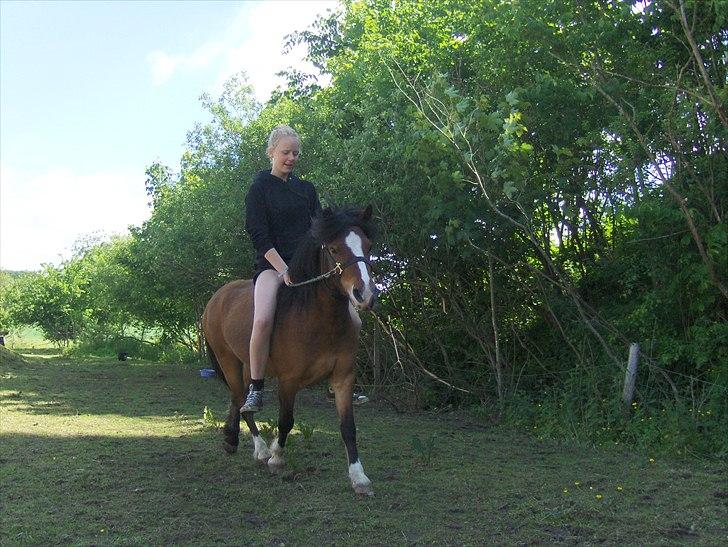 Anden særlig race Basse - Stine og Basse. billede 17