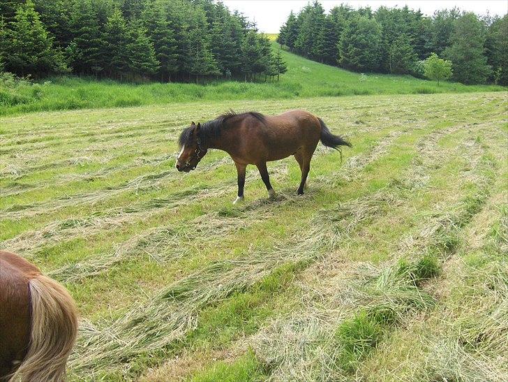 Anden særlig race Basse - Det er meget varmt(; billede 18