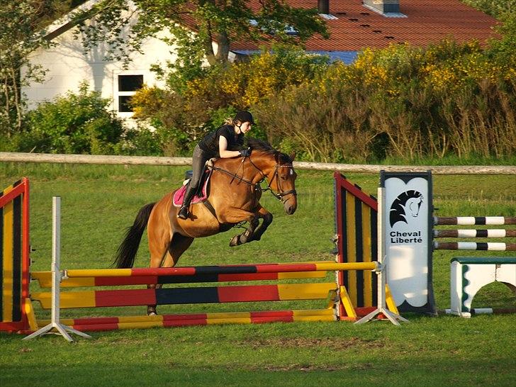 Anden særlig race Sunshine - Sunshine på en lille okser :-) d. 1 juni 2011. Foto: Mig.  billede 17