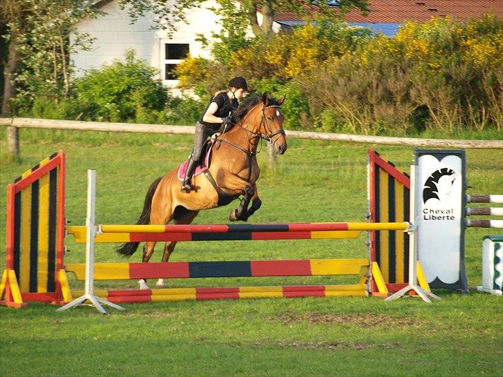 Anden særlig race Sunshine - Sunshine på en okser :-) d. 1 juni 2011. Foto: Mig.  billede 18