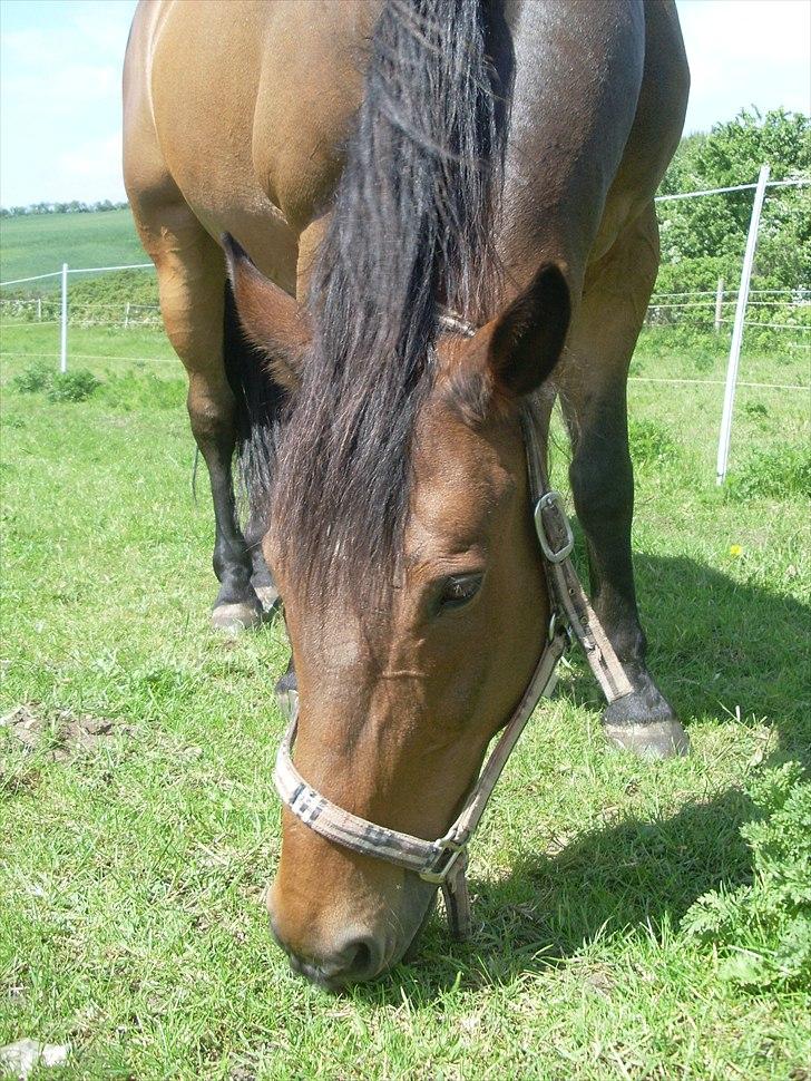 Oldenborg Sako billede 19