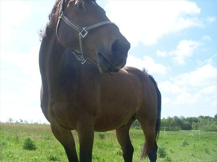 Oldenborg Sako billede 20