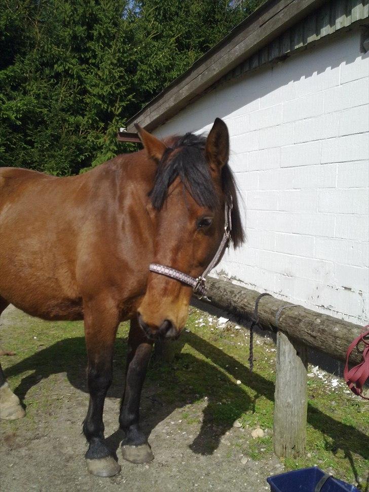 Anden særlig race Kønigs Rèmy billede 9