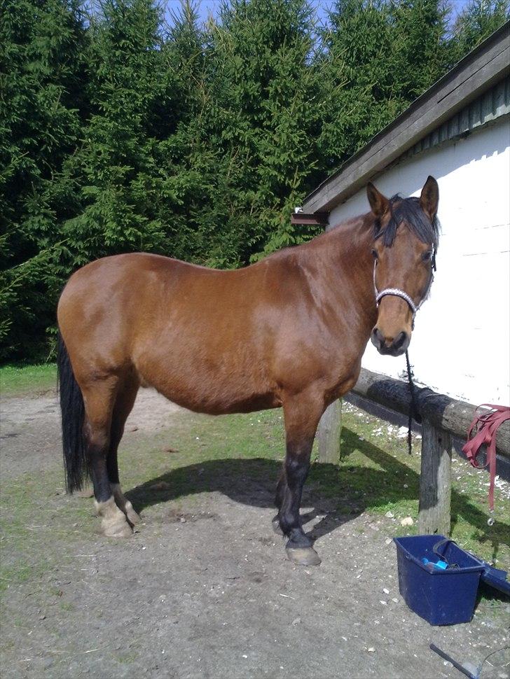 Anden særlig race Kønigs Rèmy billede 10