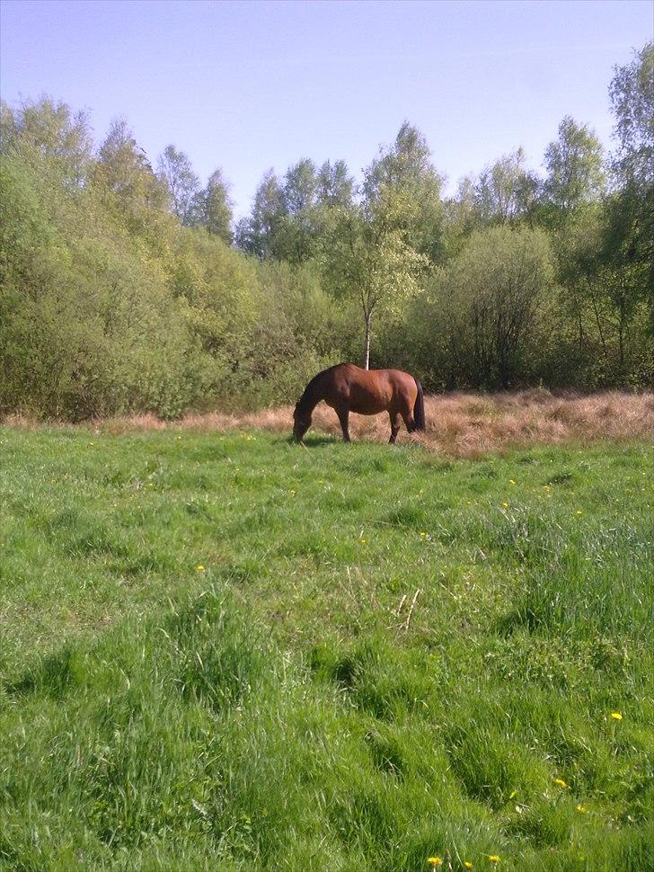 Anden særlig race Kønigs Rèmy billede 11