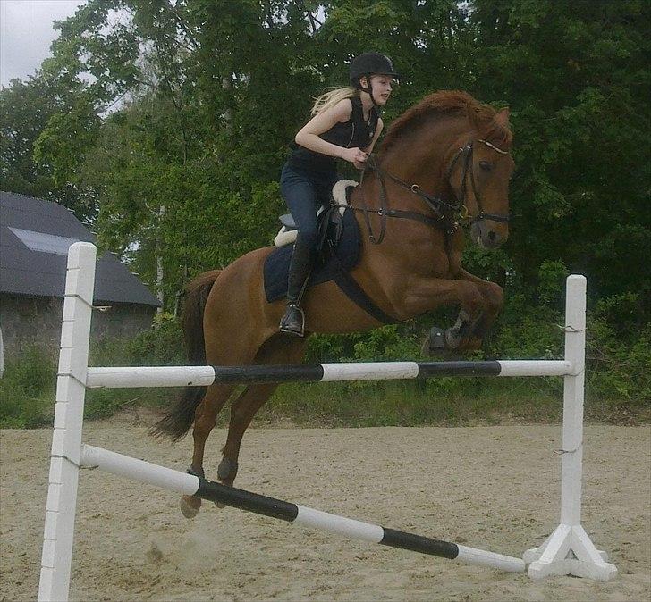 New Forest Simba B-PONY *R.I.P* - Her springer vi 115cm :D Det er 2. gang vi springer sammen!<3 billede 6