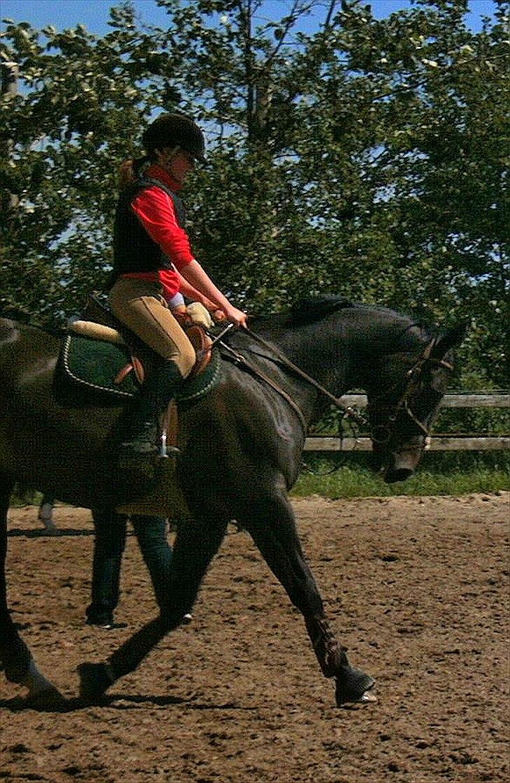 Anden særlig race Pepita billede 5