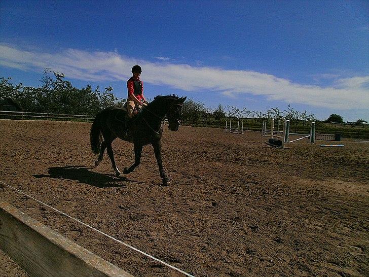 Anden særlig race Pepita billede 6