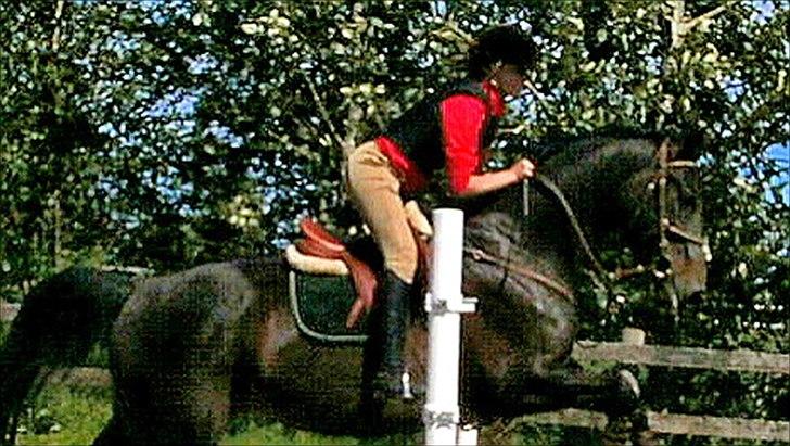 Anden særlig race Pepita billede 7