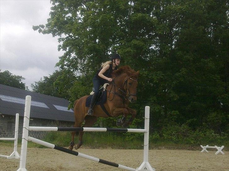 New Forest Simba B-PONY *R.I.P* - Her springer vi 105cm :D Det er 2. gang vi springer sammen!<3 billede 7