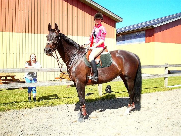 Anden særlig race Pepita billede 8
