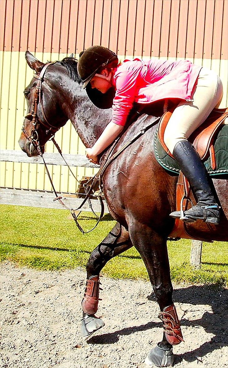 Anden særlig race Pepita billede 9