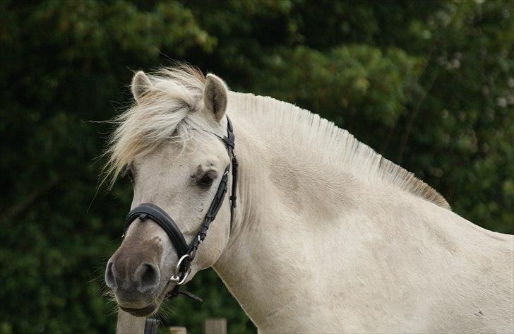 Fjordhest Glibings Hulder  billede 14